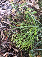 Acacia mucronata longifolia