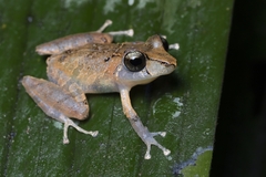 Pristimantis kichwarum