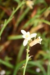 Dipcadi ursulae
