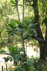 Anthocleista grandiflora