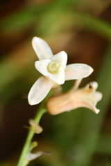 Dipcadi ursulae