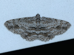Didymoctenia exsuperata