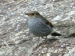 Phoenicurus fuliginosus