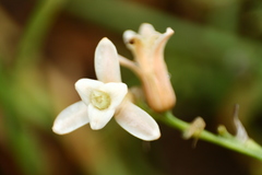 Dipcadi ursulae