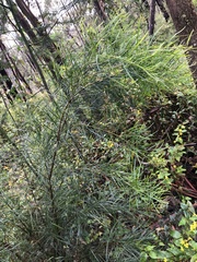 Acacia mucronata longifolia
