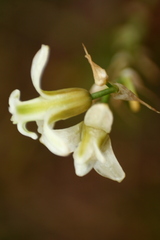 Dipcadi ursulae