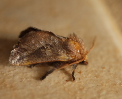 Doratifera stenora