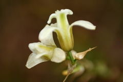 Dipcadi ursulae
