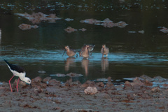 Limnodromus semipalmatus