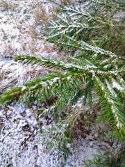 Picea × fennica