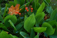 Convallaria majalis