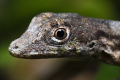 Anolis ortonii