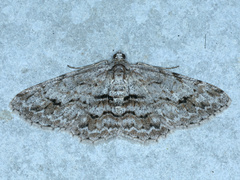 Didymoctenia exsuperata