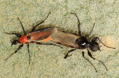 Bibio hortulanus