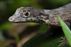 Anolis ortonii