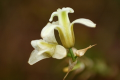Dipcadi ursulae