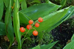 Convallaria majalis