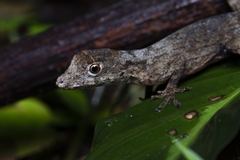 Anolis ortonii