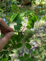 Landolphia kirkii
