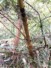 Acacia mucronata longifolia
