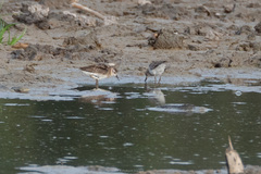 Calidris subminuta