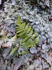 Dryopteris carthusiana
