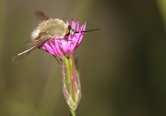 Bombylius