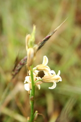 Dipcadi ursulae