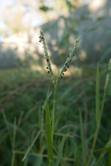 Paspalum distichum