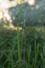 Paspalum distichum