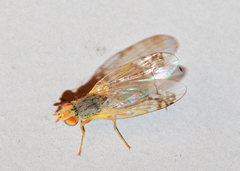 Acanthiophilus helianthi