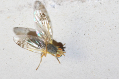 Acanthiophilus helianthi