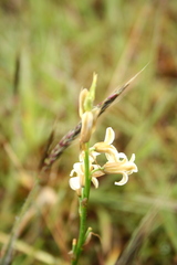Dipcadi ursulae