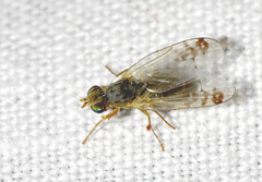 Acanthiophilus helianthi