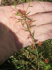 Pultenaea parrisiae