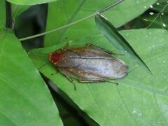 Rhabdoblatta sinensis