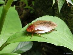 Rhabdoblatta sinensis