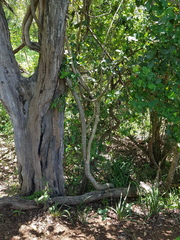 Smilax anceps