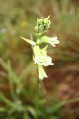 Dipcadi ursulae