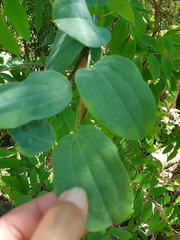 Smilax anceps