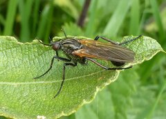 Empis tessellata