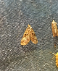 Lophoptera anthyalus