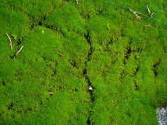 Flexitrichum flexicaule