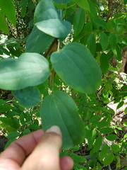 Smilax anceps