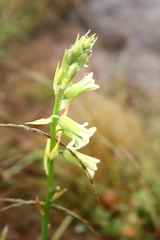 Dipcadi ursulae