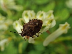 Dolycoris baccarum