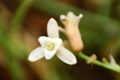 Dipcadi ursulae