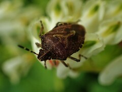 Dolycoris baccarum
