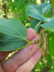 Smilax anceps
