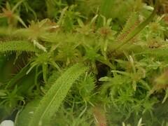 Drosera prolifera